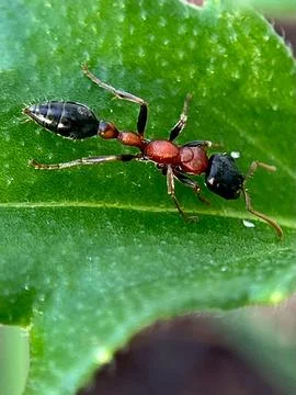 Close-up of insect on leaf (1) Stock Photos