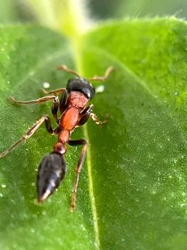 Close-up of insect on leaf (2) Stock Photos