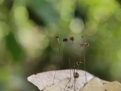 Close-up of insect on leaf. Fotos Stock
