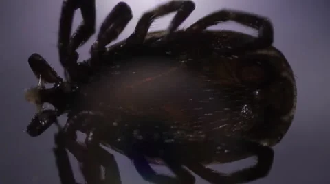 Close up of insect, light Video stock 54950451