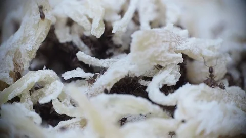 Close-up insect macro of busy working ants in bright surreal food landscape Stock Footage 94784525