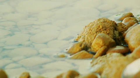 Close up of insect moving on a stone in the sea Stock Footage 141820326