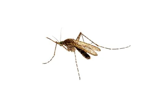 Close-Up Of Insect Over White Background Stock Photos