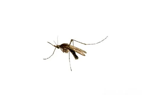 Close-Up Of Insect Over White Background Stock Photos