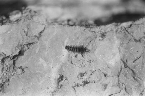 Close up of insect Stock Photos
