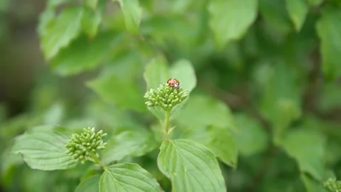 Close up of an insect in a plan 4k macro shot Video stock 132348023