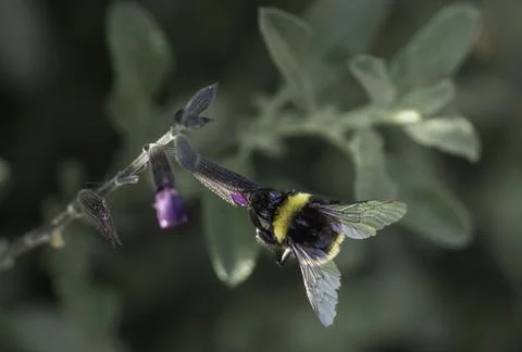 Close-up of insect on plant Stock Photos
