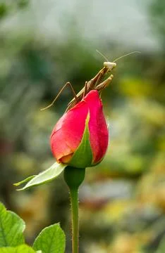 Close-up insect praying mantis sitting on the bud of a pink rose flower. Stock Photos