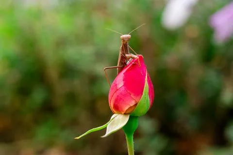 Close-up insect praying mantis sitting on the bud of a pink rose flower Stock Photos