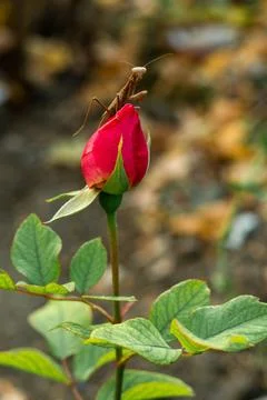 Close-up insect praying mantis sitting on the bud of a pink rose flower. Stock Photos