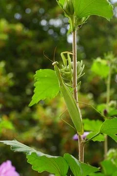 Close-up insect praying mantis sitting on a hibiscus twig Stock Photos