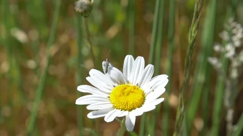 Close up of insect taking off from ox Eye daisy in field during sunny day 動画素材 172142482