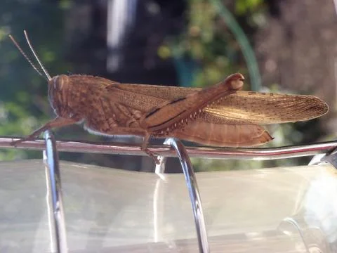 Close up of an insect on a tilly lamp Stock Photos