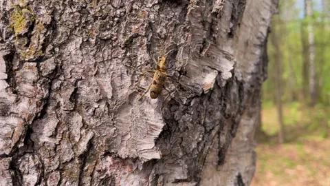 Close-Up of Insect on Tree Bark in Forest Setting Stock Footage 304394790