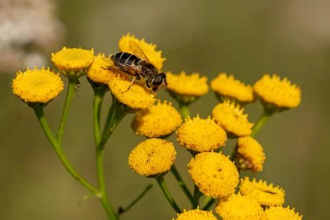 Close up insect wasp hornet bee with details on natural flower plant in a garden Stock Photos