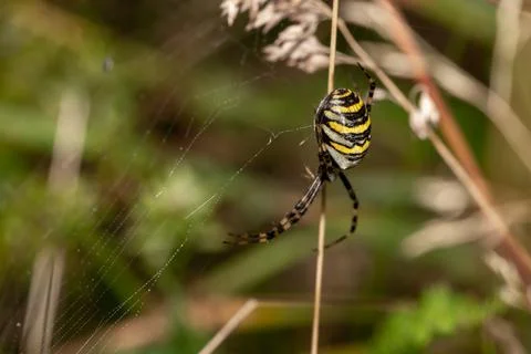 Close up insect wasp hornet bee with details on natural flower plant in a garden Stock Photos