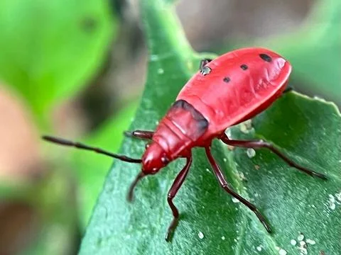 Close-up of insects (10) Stock Photos
