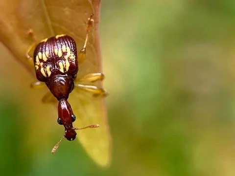 Close-up of insects (13) Stock Photos