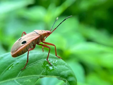 Close-up of insects (15) Stock Photos