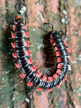 Close-up of insects (16) Stock Photos