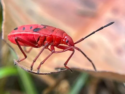 Close-up of insects (2) Stock Photos