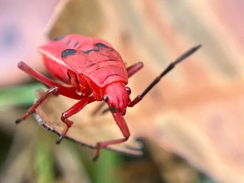 Close-up of insects (4) Stock Photos