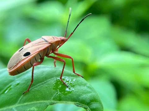 Close-up of insects (5) Stock Photos