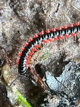 Close-up of insects (6) Stock Photos