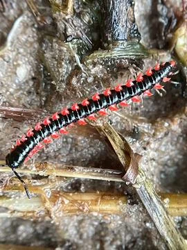 Close-up of insects (7) Stock Photos