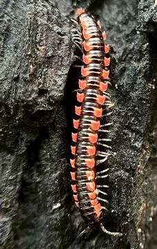 Close-up of insects (9) Stock Photos