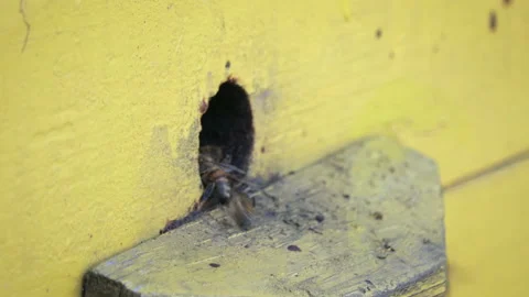 Close-up with insects in a box for breeding bees. The method of beekeeping Vídeo Stock 104843890