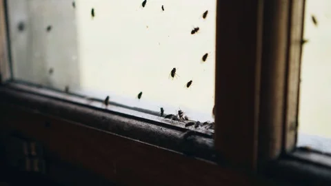Close-up of insects. A cluster of flies on the window. Nature. Видео 115367362