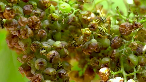 Close-Up Of Insects On Grapes, Bees And Wasps Sucking Juice Out Of Ripe Grapes. Stock Footage 140926560
