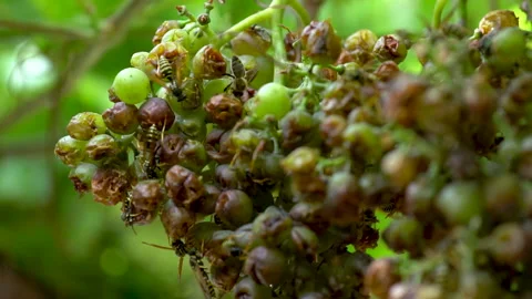 Close-Up Of Insects On Grapes, Bees And Wasps Sucking Juice Out Of Ripe Grapes. Stock Footage 140926610