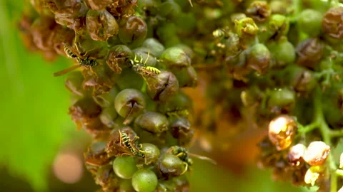 Close-Up Of Insects On Grapes, Bees And Wasps Sucking Juice Out Of Ripe Grapes. Stock Footage 140926613