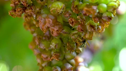 Close-Up Of Insects On Grapes, Bees And Wasps Sucking Juice Out Of Ripe Grapes. Stock Footage 140926637