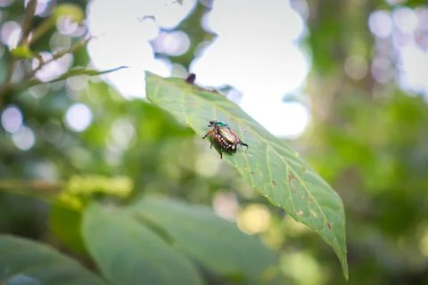 Close up Insects on the leaves Stock-Fotos