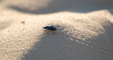 Close up of insects in the sand Stock Footage 151858070
