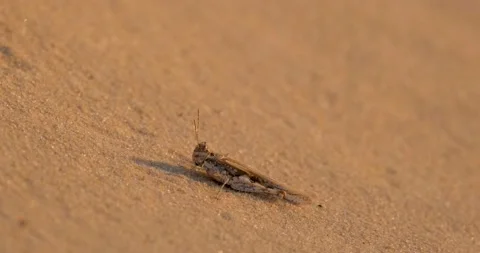 Close up of insects in the sand Stock Footage 151858269