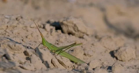 Close up of insects in the sand Stock Footage 151858278