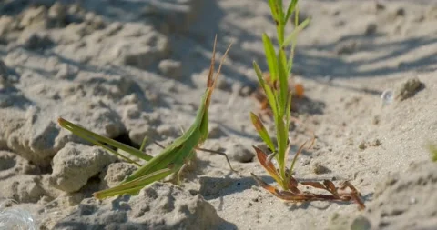 Close up of insects in the sand Stock Footage 151858359