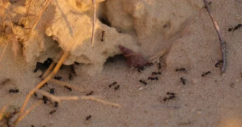 Close up of insects in the sand Stock Footage 151858518