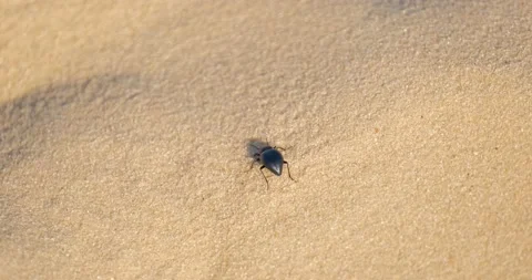 Close up of insects in the sand Stock Footage 151858556