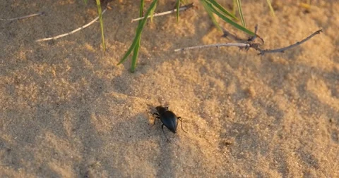 Close up of insects in the sand Stock Footage 151858649