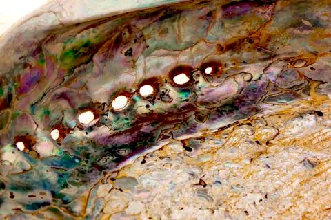 Close up of inside of abalone shell showing mother-of-pearl Stock Photos