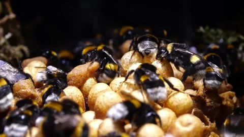 Close-Up Inside Bumblebee Nest – 4K Cinematic Camera Movement Stockbeeldmateriaal 320671604
