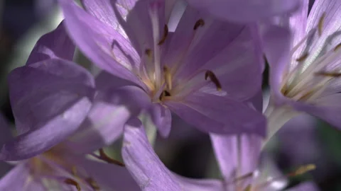 Close-up of the inside of a colchicum. Stock Footage 318589638