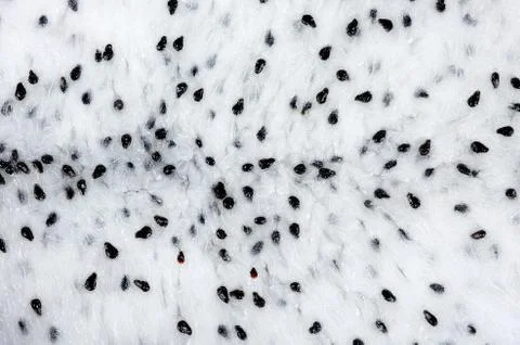 Close up inside dragonfruit background texture Stock Photos