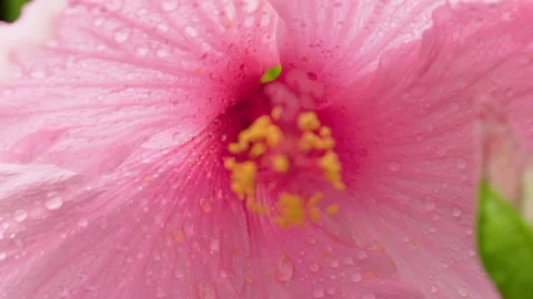 Close Up Of The Inside Of A Flower 2 Stock Footage 221832590