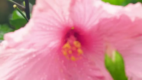 Close Up Of The Inside Of A Flower Stock Footage 221831470